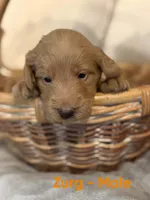 Zurg, a male Labradoodle for sale in Connersville, IN – 3 of 3