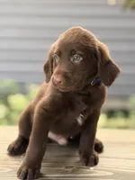 Woody, a male Labradoodle for sale in Connersville, IN – 2 of 5