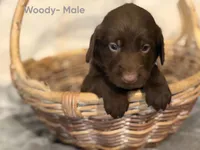 Woody, a male Labradoodle for sale in Connersville, IN – 3 of 3