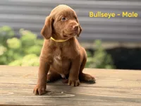 Bullseye, a male Labradoodle for sale in Connersville, IN – 2 of 3
