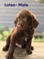 Lotso, a male Labradoodle for sale in Connersville, IN – 2 of 3