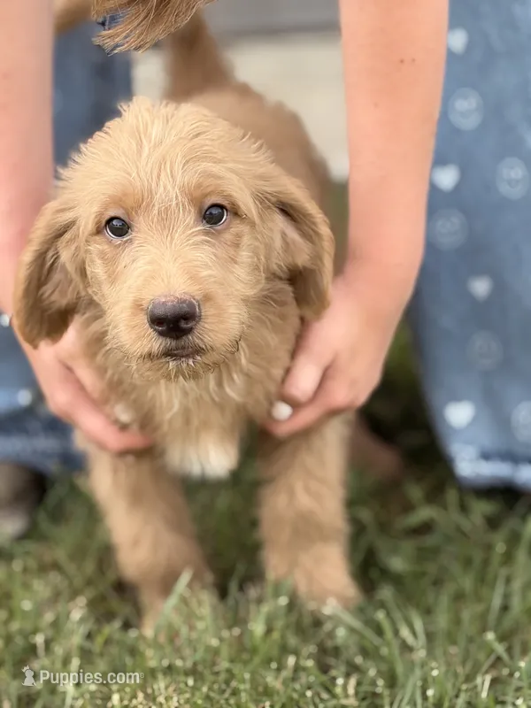 Zurg – Labradoodle puppy for sale in Connersville, IN
