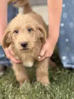 Zurg, a male Labradoodle for sale in Connersville, IN – 3 of 8