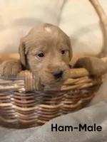 Ham, a male Labradoodle for sale in Connersville, IN – 3 of 3