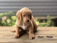 Ham, a male Labradoodle for sale in Connersville, IN – 2 of 3