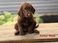 Forky, a male Labradoodle for sale in Connersville, IN – 2 of 3
