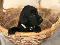 Bo Peep, a female Labradoodle for sale in Connersville, IN – 3 of 3