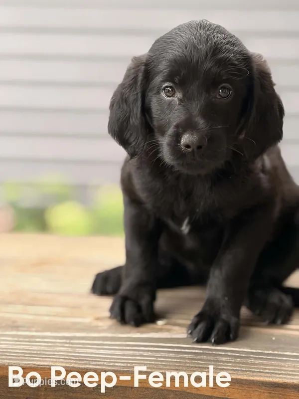 Bo Peep – Labradoodle puppy for sale in Connersville, IN