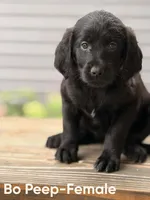 Bo Peep, a female Labradoodle for sale in Connersville, IN – 1 of 3