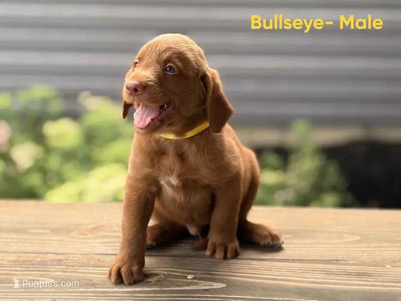 Bullseye – Labradoodle puppy for sale in Connersville, IN