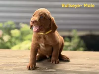 Bullseye, a male Labradoodle for sale in Connersville, IN – 1 of 3