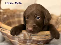 Lotso, a male Labradoodle for sale in Connersville, IN – 3 of 3