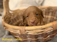 Bullseye, a male Labradoodle for sale in Connersville, IN – 3 of 3