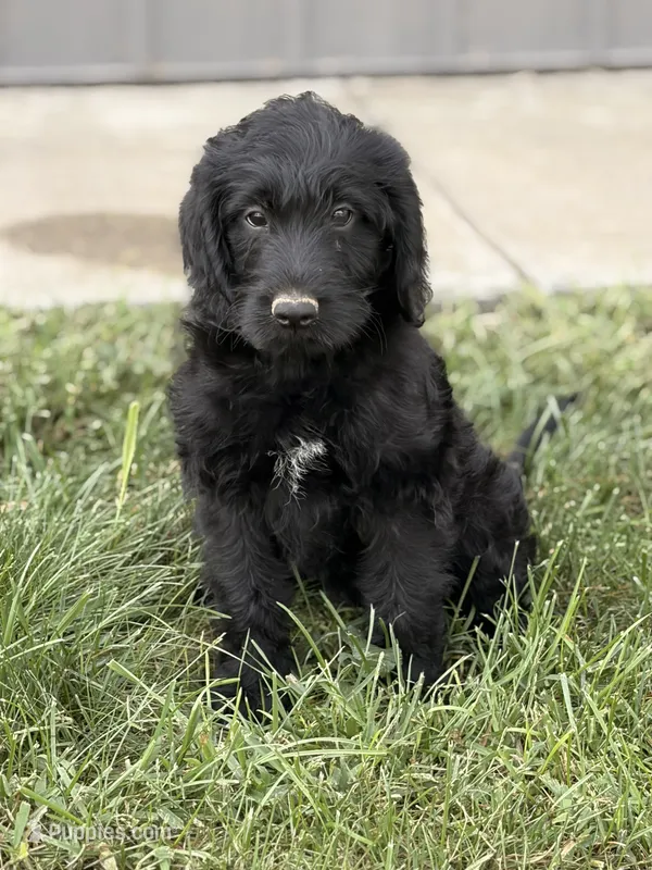 Buzz – Labradoodle puppy for sale in Connersville, IN