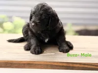 Buzz, a male Labradoodle for sale in Connersville, IN – 2 of 3