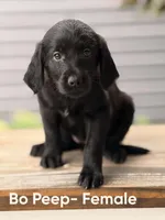 Bo Peep, a female Labradoodle for sale in Connersville, IN – 2 of 3