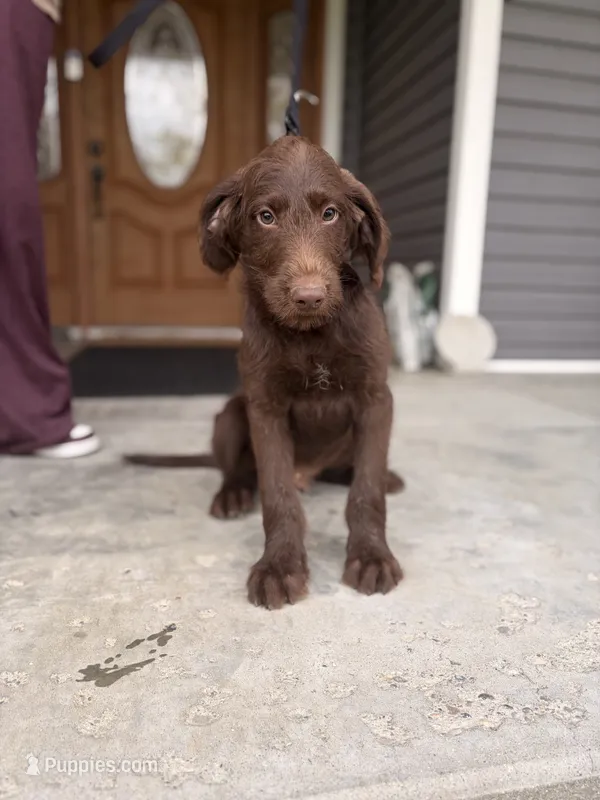 Slinky – Labradoodle puppy for sale in Connersville, IN