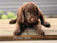 Woody, a male Labradoodle for sale in Connersville, IN – 2 of 3