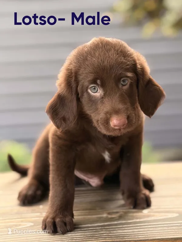 Lotso – Labradoodle puppy for sale in Connersville, IN