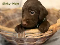 Slinky, a male Labradoodle for sale in Connersville, IN – 3 of 3