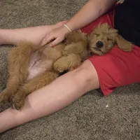 Zurg, a male Labradoodle for sale in Connersville, IN – 4 of 8