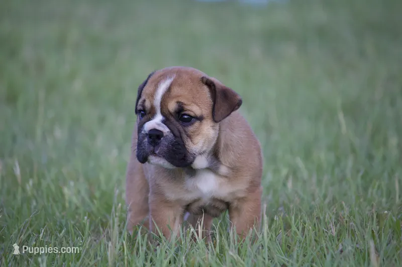 Biscuit – English Bulldog puppy for sale in Morriston, FL