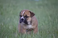 Biscuit, a female English Bulldog for sale in Morriston, FL – 1 of 5