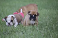 Honey, a female English Bulldog for sale in Morriston, FL – 5 of 6