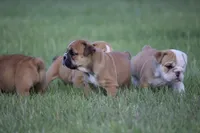 Biscuit, a female English Bulldog for sale in Morriston, FL – 3 of 5