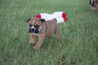 Biscuit, a female English Bulldog for sale in Morriston, FL – 2 of 5
