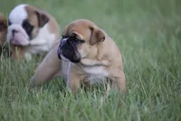 Honey, a female English Bulldog for sale in Morriston, FL – 4 of 6