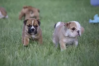 Biscuit, a female English Bulldog for sale in Morriston, FL – 5 of 5
