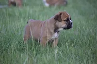 Biscuit, a female English Bulldog for sale in Morriston, FL – 4 of 5
