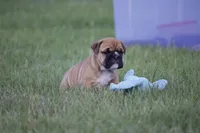 Honey, a female English Bulldog for sale in Morriston, FL – 3 of 6