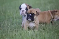 Honey, a female English Bulldog for sale in Morriston, FL – 6 of 6