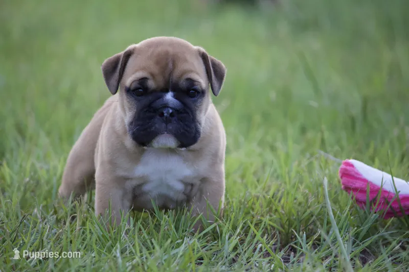 Honey – English Bulldog puppy for sale in Morriston, FL