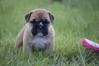 Honey, a female English Bulldog for sale in Morriston, FL – 1 of 6