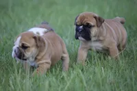 Honey, a female English Bulldog for sale in Morriston, FL – 2 of 6