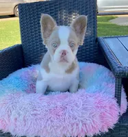 Luna, a female French Bulldog for sale in Southaven, MS – Photo 5 of 6