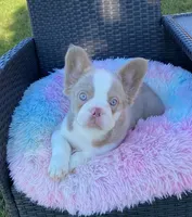 Luna, a female French Bulldog for sale in Southaven, MS – Photo 1 of 6