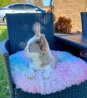 Luna, a female French Bulldog for sale in Southaven, MS – Photo 4 of 6