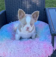 Luna, a female French Bulldog for sale in Southaven, MS – Photo 3 of 6