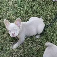 Darla, a female French Bulldog for sale in Southaven, MS – Photo 1 of 3