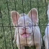 Darla, a female French Bulldog for sale in Southaven, MS – Photo 2 of 3