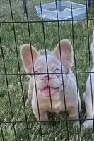 Darla, a female French Bulldog for sale in Southaven, MS – Photo 2 of 3