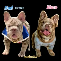 Darla, a female French Bulldog for sale in Southaven, MS – Photo 3 of 3