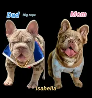 Darla, a female French Bulldog for sale in Southaven, MS – Photo 3 of 3