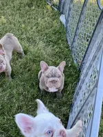 Zeebo, a male French Bulldog for sale in Southaven, MS – Photo 1 of 2