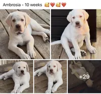 Ambrosia - Mastador, a female English Mastiff and Mastador for sale in Hinckley, MN – 6 of 10