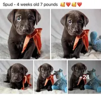 Spud - Mastador, a male English Mastiff and Mastador for sale in Hinckley, MN – 9 of 9